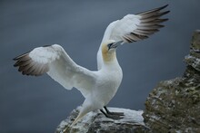 A Gannet Plunges Into The Sea With Its Beak Open. It Is Looking For Food In The North Sea.In June The Gunnets Have To Feed His Chicken.