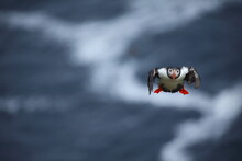 The Atlantic Puffin In The Flight (Fratercula Arctica) With Beek Full Of Eels On Its Way To Nesting Burrow In Breeding Colony, Shetland Islands