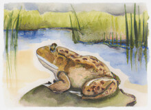 Peaceful Watercolor Painting Of A Toad Sitting On A Water Lily Pad At A Tranquil Pond. Natural And Organic Colors Bring A Serene Touch To This Lovely Image. Made With Generative AI.