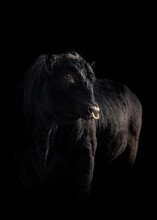 Beautiful Black Angus Bull With Nose Ring On Black Background