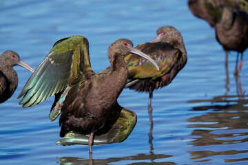 White-faced ibis showing its shimmery feather.