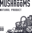 Mushroom picking of morel. Vegetarian fungus boletus or cremini collection for food. Organic nature mushrooms or fungi porcini for healthy nutrition