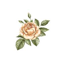Antique Vintage Orange Blossom One Rose And Leaves Isolated On White Background. Watercolor Hand Drawn Illustration Sketch