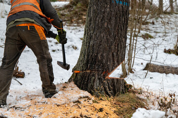 Sticker - A professional lumberjack cutting down a dangerous tree near a public road.