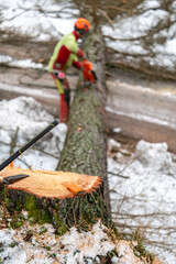 Sticker - A professional lumberjack cutting down a dangerous tree near a public road.