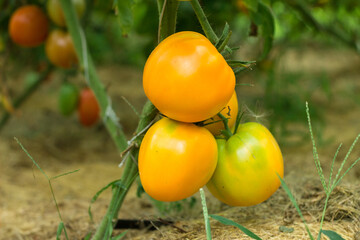 ripe and unripe yellow tomatoes in organic garden on a blurred background of greenery. Eco-friendly natural products, rich fruit harvest. Close up macro.  Copy space for your text. Selective focus.