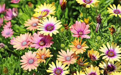 Sticker - Colorful African daisy flowers