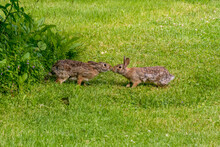 Two WIld Cottontail Rabbits Playing In The Grass In Summer