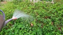 A Man Is Watering The Beds. Water The Green Garden With A Watering Can. Watering The Beds From A Watering Can.