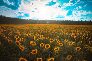Sonnenblumenfeld - Sunflower - Field - Ecology - Environment - Agriculture - High quality photo - Bioeconomy - Photo Wallpaper	