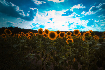 Sonnenblumenfeld - Sunflower - Field - Ecology - Environment - Agriculture - High quality photo - Bioeconomy - Photo Wallpaper	