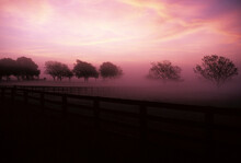 Early Morning Fog In Fenced Pasture With Trees Outside Of Brenham, Texas.