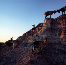 Pack Goats On A Hill In The Red Desert In Wyoming