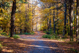 Fototapeta  - Autumn in the forest, forest path