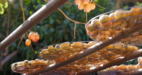 Wall Mural - Dry Persimmon fruit production under sunshine in factory