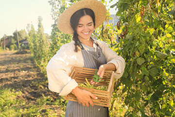 Canvas Print - Young woman harvesting fresh green beans in garden