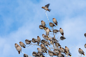 Wall Mural - Bohemian waxwing (Bombycilla garrulus) eating crabapple in Nighthawk Gardens;  Wyoming