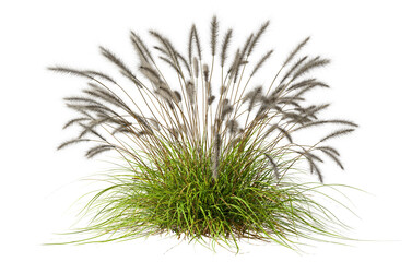 Wall Mural - feather grass fresh bush nature cut out backgrounds clipart 3d rendering illustration png