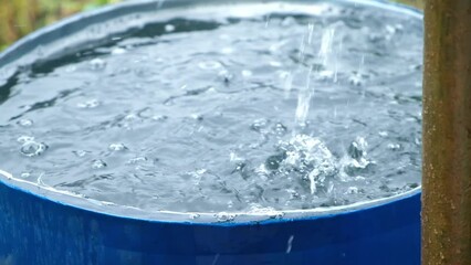 Wall Mural - A blue barrel for collecting rainwater. Collecting rainwater in a plastic container. Collecting rainwater for watering the garden. Ecological collection of water for crop irrigation.