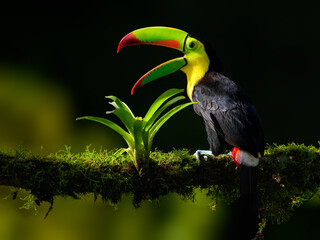 keel-billed toucan with open beak, portrait on mossy stick against dark green background