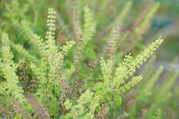 Basil flower background for Thai food