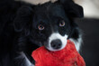A closeup of a black and white English Shepherd holding a red squeaky toy 
