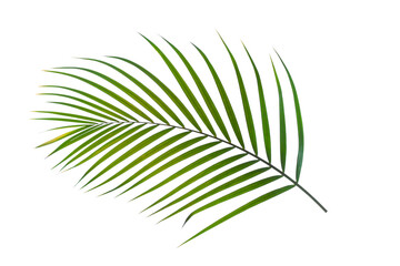 Poster - tropical palm leaf isolated on white background, summer background