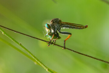 Wall Mural -  A robber fly from the family asilidae eat a stink bug with rim light and bokeh background
