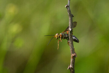 Wall Mural - Little red wasp hanging on a dried branch with bokeh background 