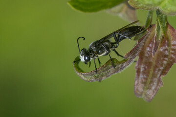Wall Mural - A black grass carrying wasp hanging on curled dry leaf with bokeh background 