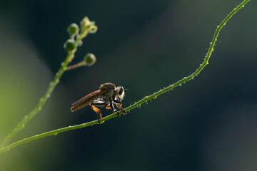 Wall Mural - A robber fly from the family asilidae perching on a plant stalk with rim light and bokeh background 
