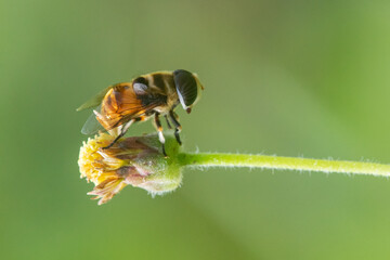Wall Mural - A yellow hoverfly on a wild bush flower with bokeh background 