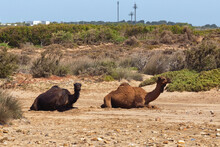 Group Of Camels Are Resting On The Sand Near Essaouira Town. Morocco.