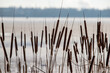 cattail reeds against the background of the river sky winter