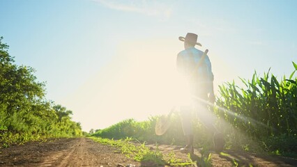 Wall Mural - agriculture corn. a farmer with a shovel walk along a corn field. business agriculture industry corn concept. farmer working in corn field. farm organic rural maize crop concept