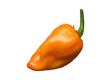 Fototapeta Tulipany - orange chili pepper habanero on isolated background