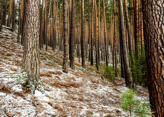 Wall Mural - pine trunks on the hillside at the beginning of winter