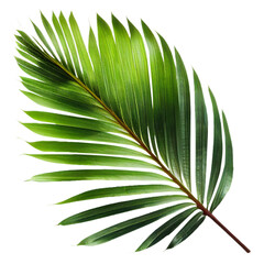 Wall Mural - leaf04 coconut leaf leaf leaves plant nature foliage stalk green tree transparent background cutout