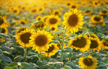 Wall Mural - Field of blooming sunflowers on the sunset