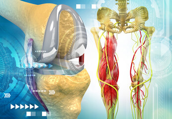 Sticker - Human knee joint anatomy. 3d illustration.