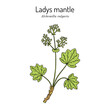 Alchemilla vulgaris, common lady's mantle. Medicinal herb. Hand drawn botanical vector illustration