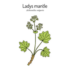 Wall Mural - Alchemilla vulgaris, common lady's mantle. Medicinal herb. Hand drawn botanical vector illustration