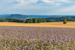 Lacy phacelia bloom. Blue tansy blooming blossom. Purple tansy flower field in natural environment. Phacelia tanacetifolia -in Bastei, Bad Schandau