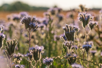 Lacy phacelia bloom. Blue tansy blooming blossom. Purple tansy flower field in natural environment. Phacelia tanacetifolia -in Bastei, Bad Schandau