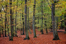 Beech Forest In Autumn.