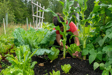 Mid Length View Of A Women Cutting A Head Of Lettuce In Her Backyard Vegetable Garden.