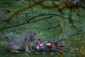 Wall Mural - spain wildlife. iberian lynx, lynx pardinus, wild cat endemic to iberian peninsula in southwestern s