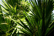 Palmenblätter Hintergrund