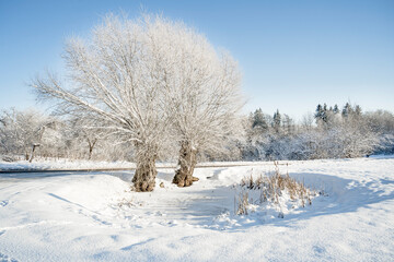 Canvas Print - snow covered trees