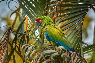 Poster - Parrot Great-Green Macaw on tree, Ara ambigua, Wild rare bird in the nature habitat, sitting on the branch in Costa Rica. Wildlife scene in tropic forest. Dark forest with green macaw parrot.